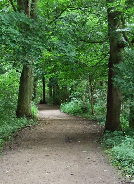 Wooded Path