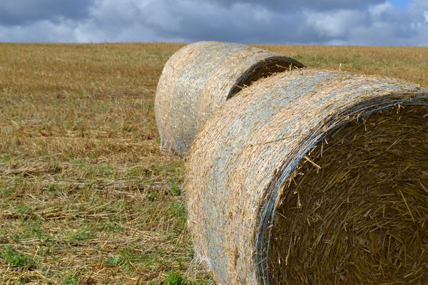 Hay