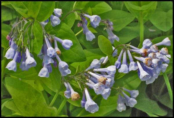 BLUEBELLS