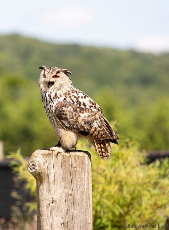 sitting owl