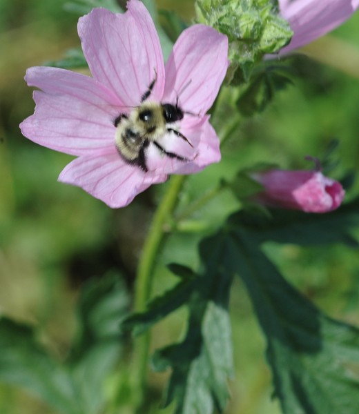 Wild Flower