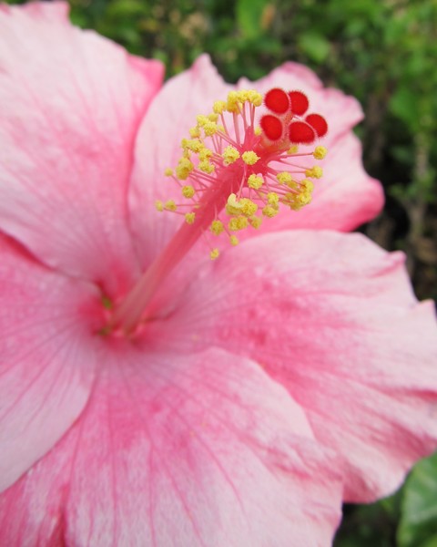 Hibiscus