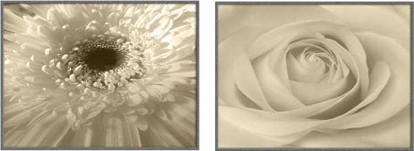 Sepia Petals