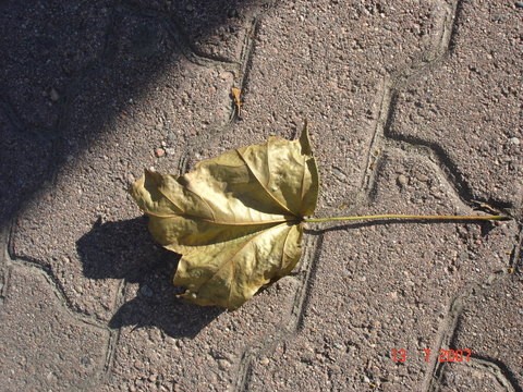 fall series/leafs