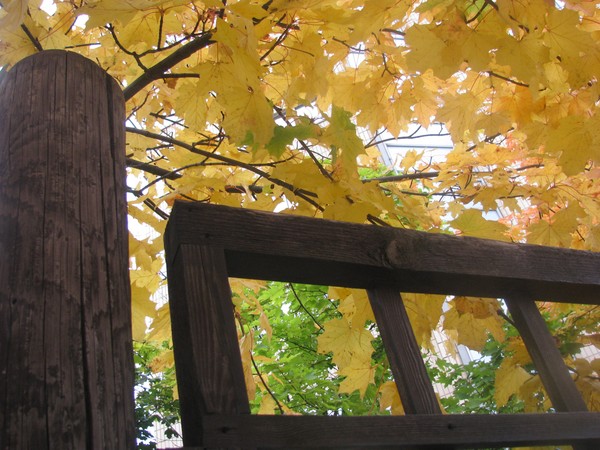 Autumglory-2008 SERIES
