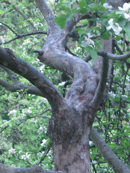 central park-trees