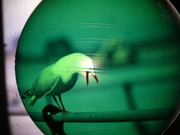 Green Globe 5.