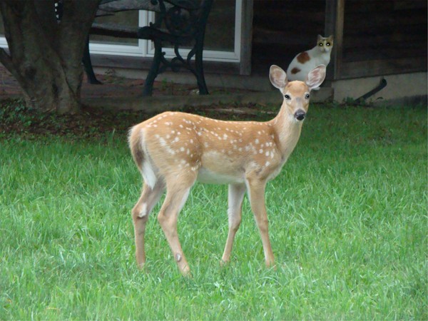 spots