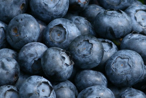 Blueberries in Late June