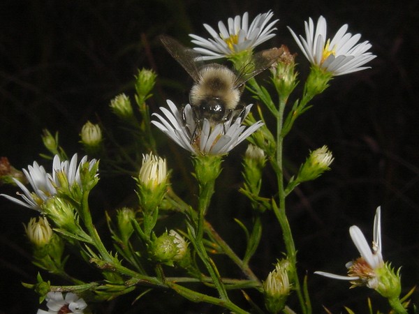 Daisies