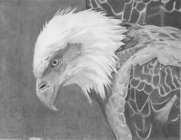 Ed's Eagle