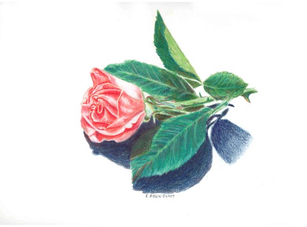 The Rose