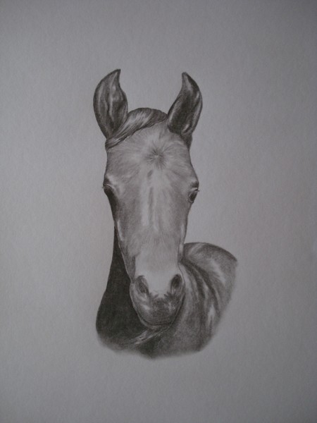Welsh Pony Foal