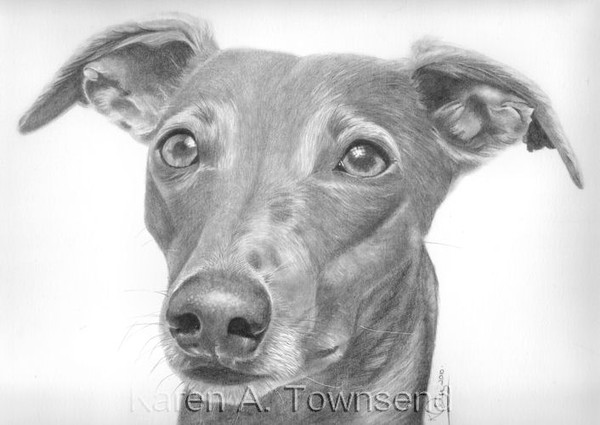 Whippet Commission