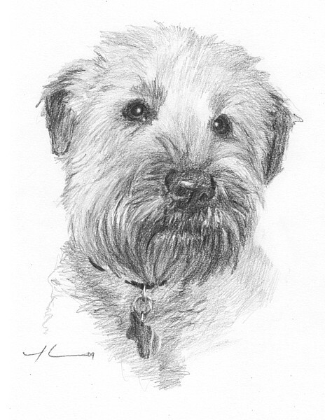 wp-lg cairn terrier drawing