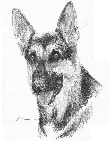 wp-lg shepherd drawing