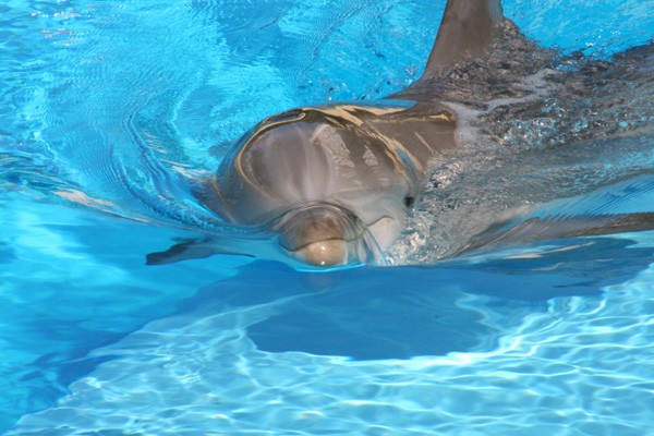 Dolphin