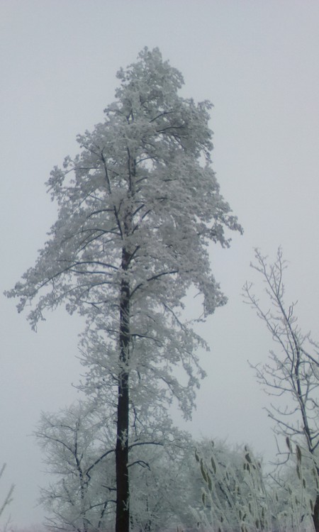 Rich winter here,in my village,northern Romania