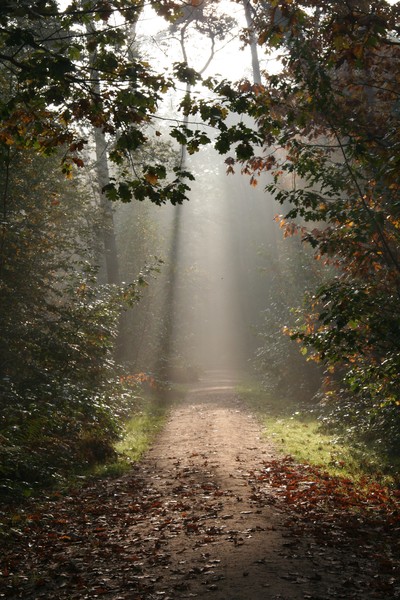 Mysterious Sunlight in The Forest