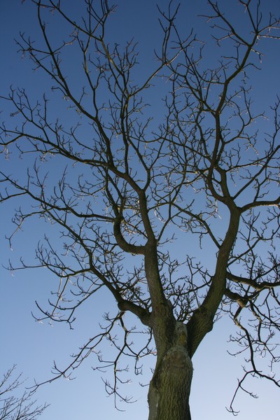 Nice formed Tree before a blue sky
