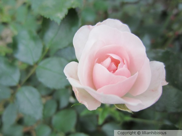 Pink Rose 61012