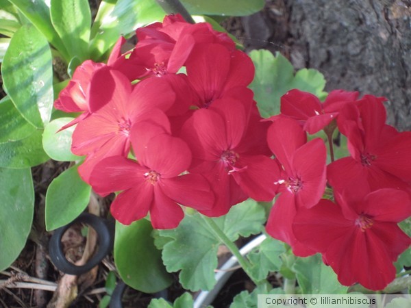 Geranium