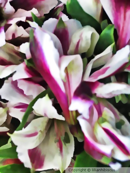 Soft and Lovely