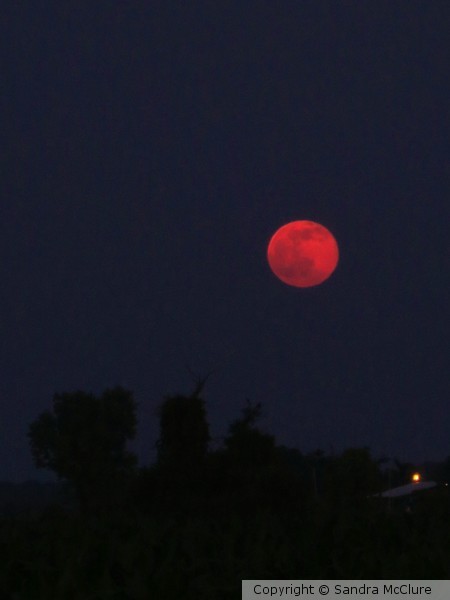 Strawberry Moon