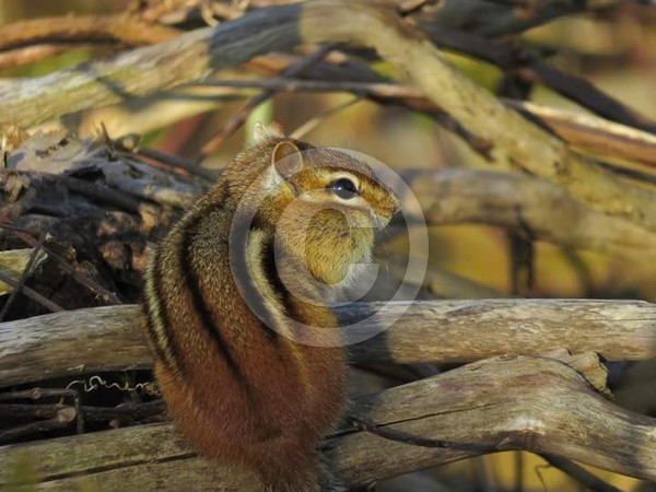 Chipmunk
