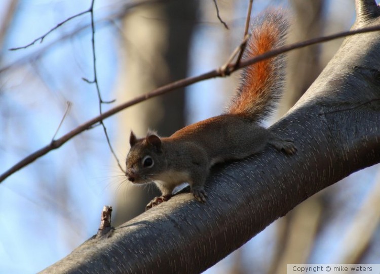 Red squirrel