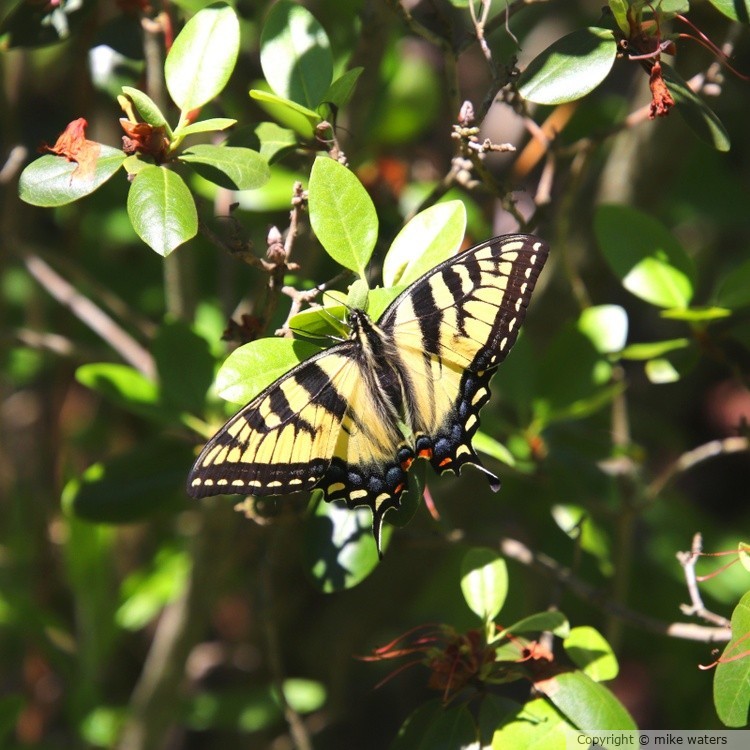 Swallowtail butterfly