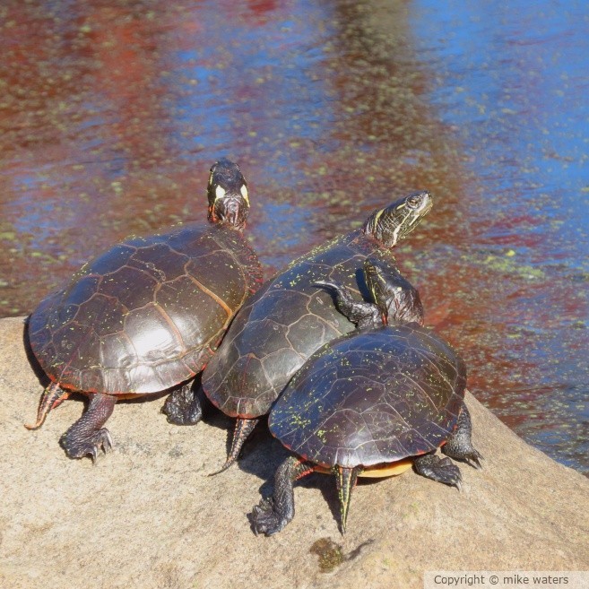 turtle family