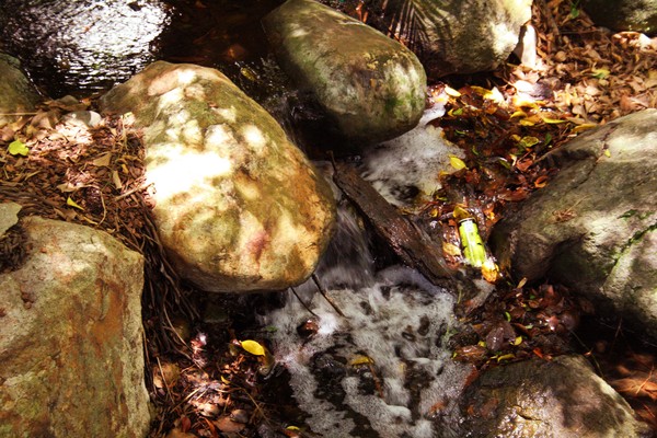 Brook