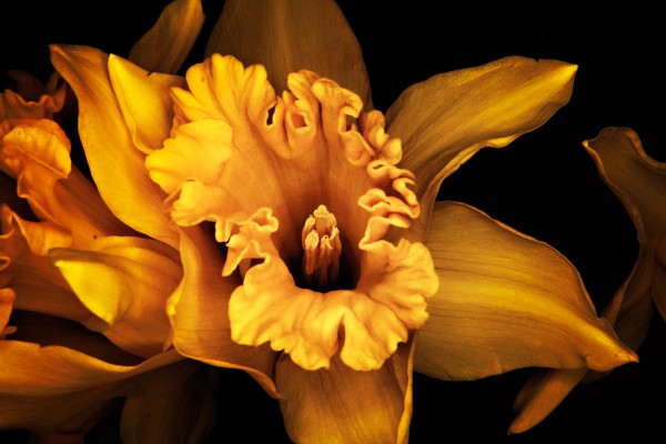 Winter Daffy II