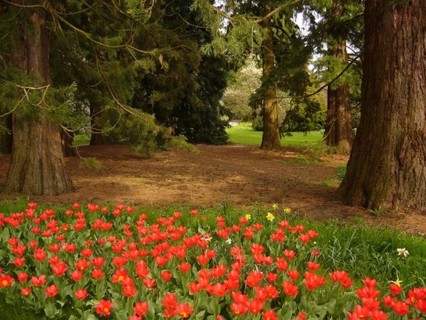 *Spring mood*