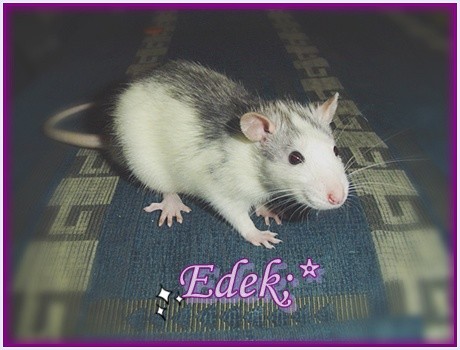 Edward the rat :)
