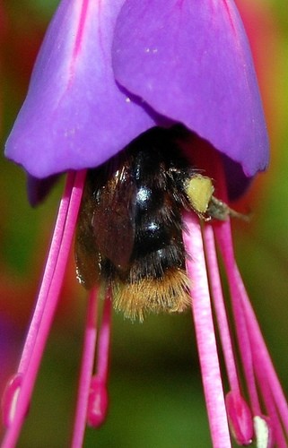 Flower Bee