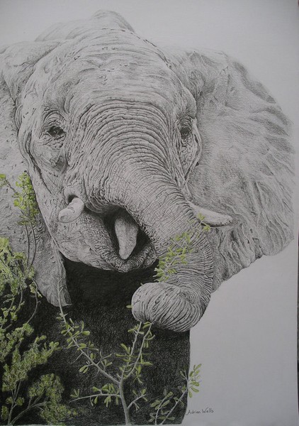 African Elephant