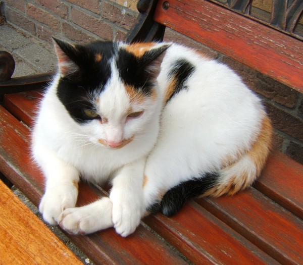 Pretty kitty