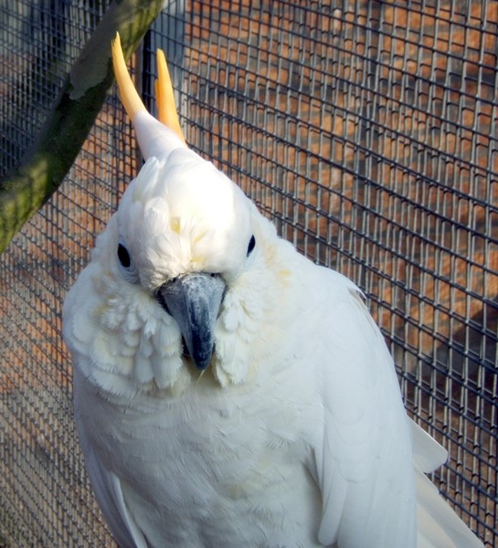 Cockatoo