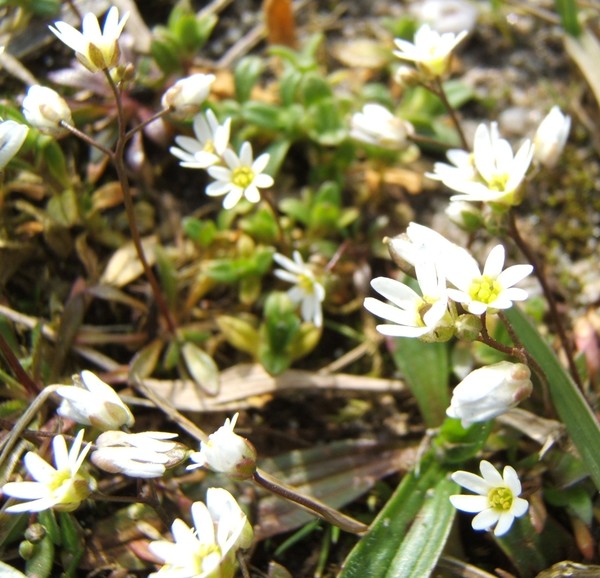 Tiny flowers