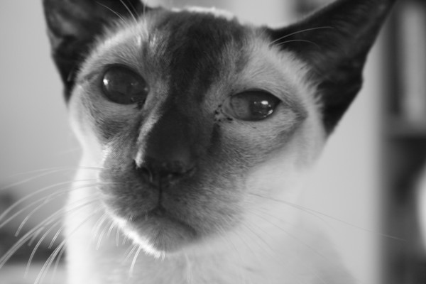 Portrait of Lex