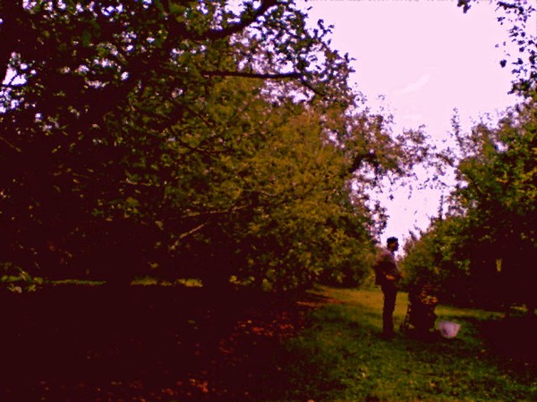 Apple Picking Season