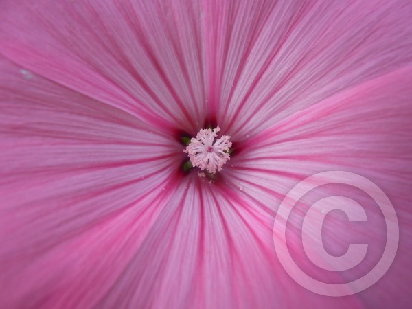 deep in the mallow