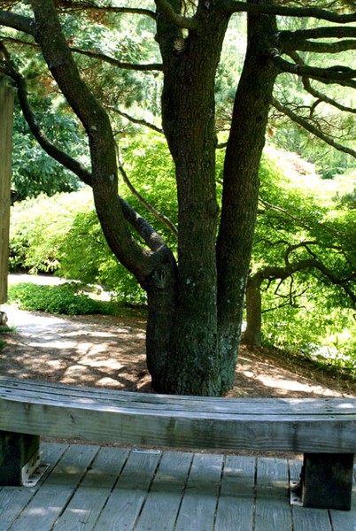 Tree & Wooden Bench