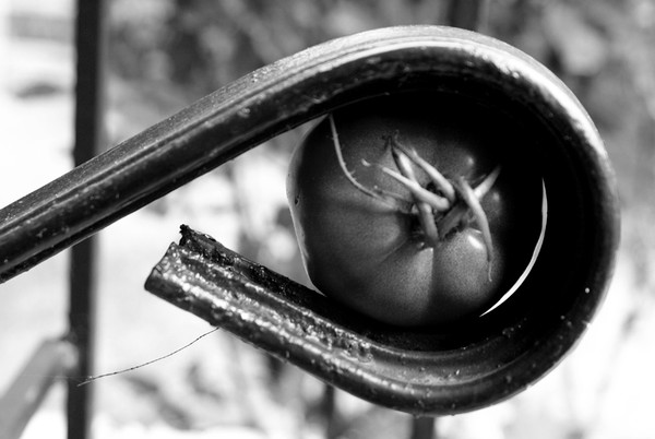 B+W tomato