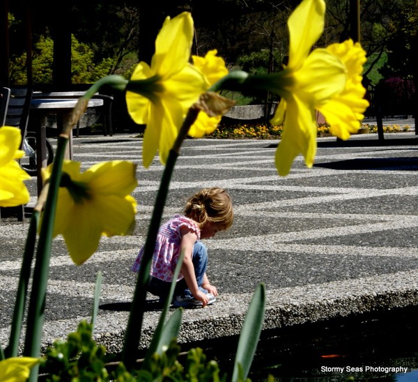 Princess Daffodil