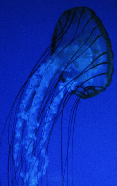 Jelly Fish
