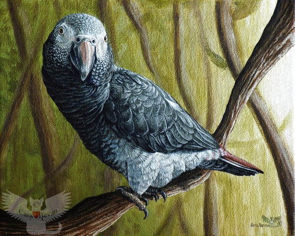 African Grey: Gonzo