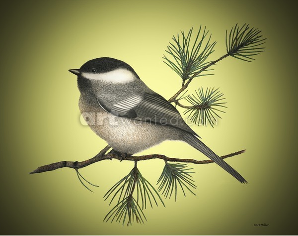 Chickadee